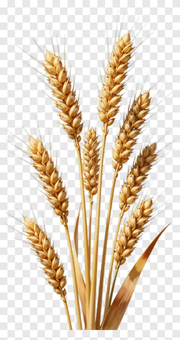 Golden Wheat Ears PNG