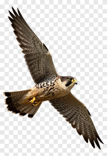Falcon In Flight PNG