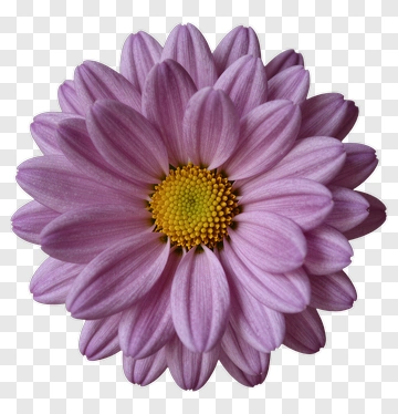 Pink Chrysanthemum With Yellow Center PNG