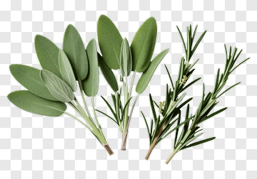 Fresh Sage And Rosemary Sprigs PNG
