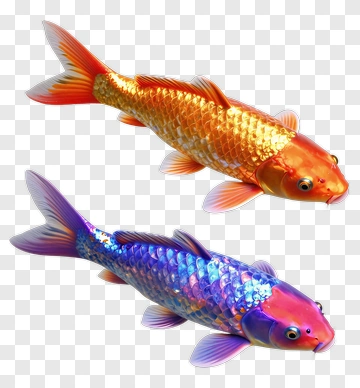 Two Colorful Koi Fish PNG