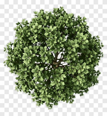 Top View Of A Lush Green Tree PNG