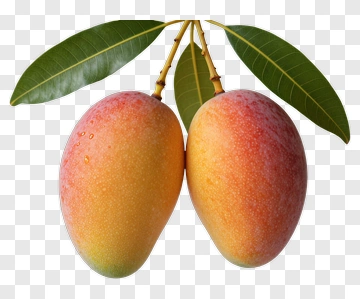 Two Ripe Mangoes On A Branch PNG