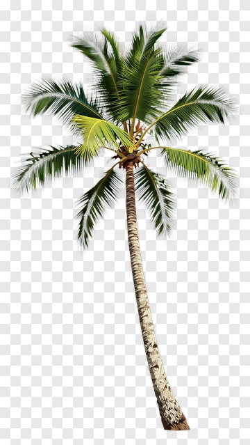 Tall Palm Tree With Green Fronds PNG