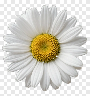 White Daisy With Yellow Center PNG