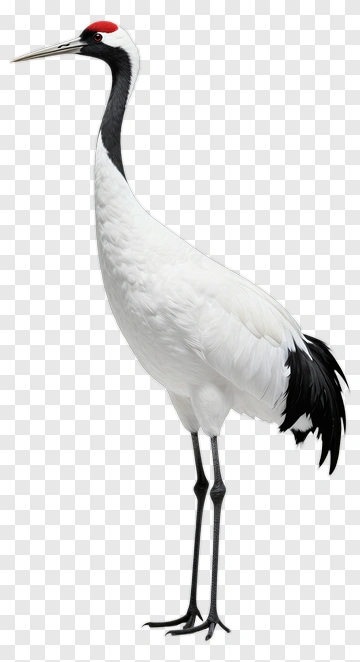 Cranes PNG