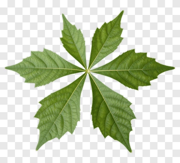 Five-leaf Plant Pattern PNG