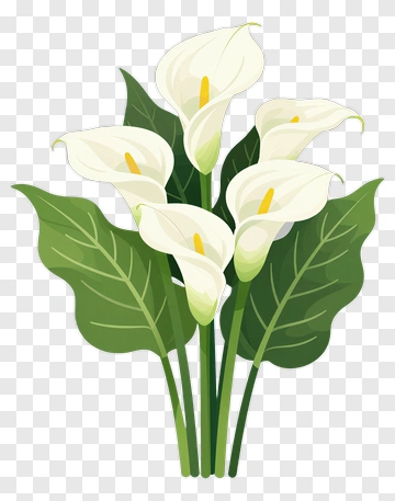 White Calla Lily Bouquet PNG
