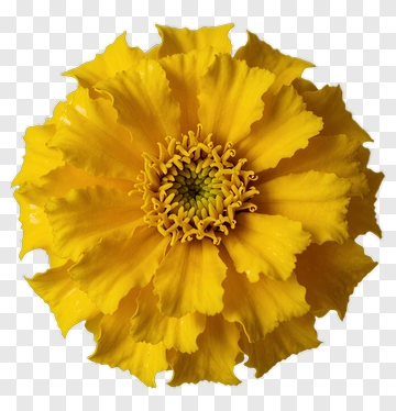 Yellow Flower PNG