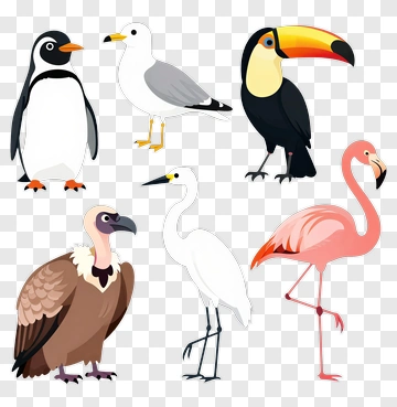 Collection Of Six Birds In Flat Style PNG