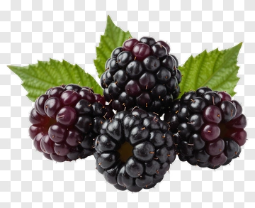 Cluster Of Blackberries With Leaves PNG
