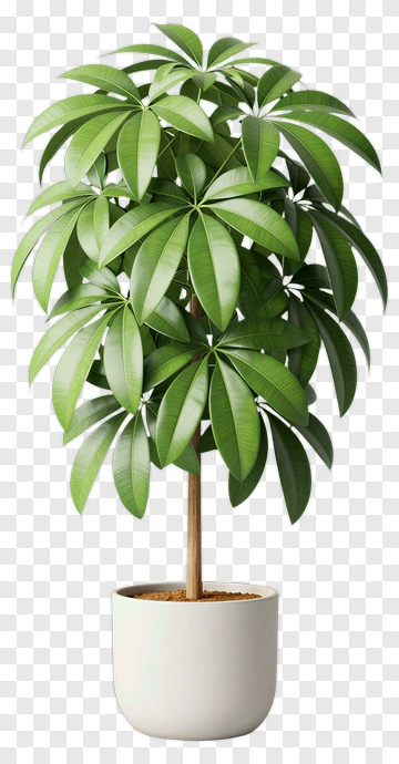 Ficus Lyrata In White Pot PNG