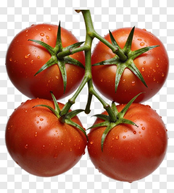 Cluster Of Fresh Tomatoes On Vine PNG