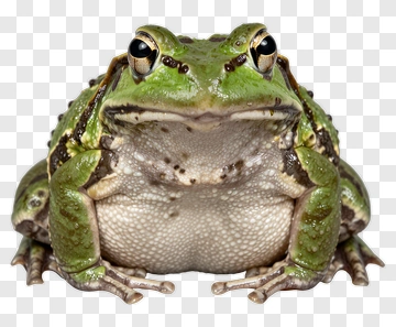 Green Frog With Brown Spots PNG