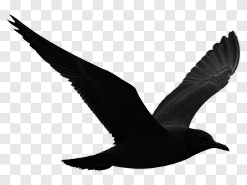 Seagull In Flight PNG