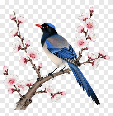Blue Magpie Perched On Cherry Blossom Branch PNG