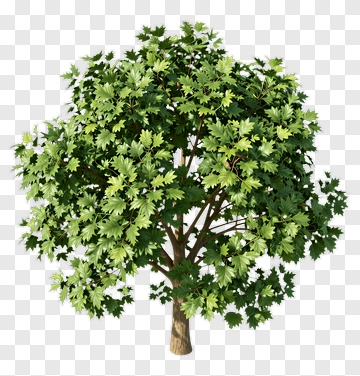 Tree With Dense Foliage PNG