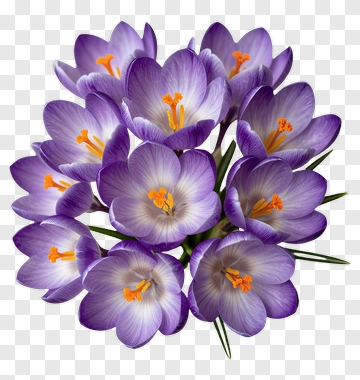 Purple Crocus Bouquet PNG