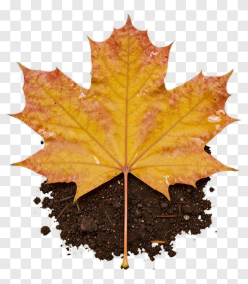 Maple Leaf On Soil PNG