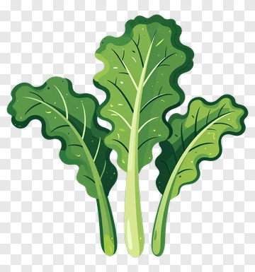 Kale Leafy Green Vegetable PNG