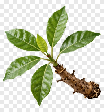 Fig Tree Branch With Leaves PNG