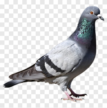 Pigeon With Iridescent Neck Feathers PNG