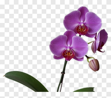 Purple Orchid In Full Bloom PNG