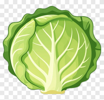 Cartoon Cabbage PNG