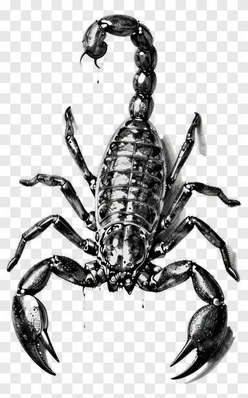 Detailed Scorpion Drawing PNG