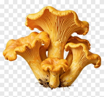 Cluster Of Orange Mushrooms PNG
