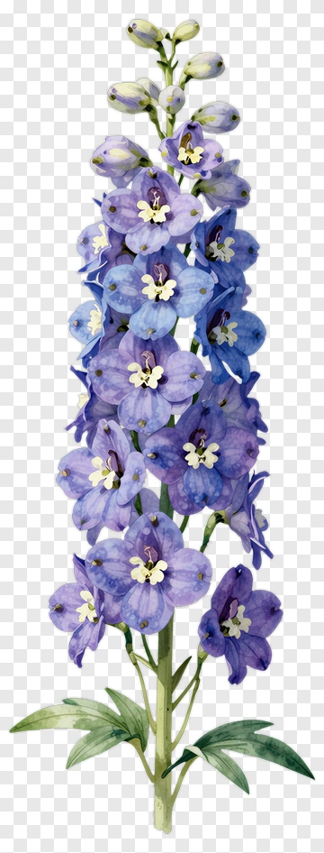 Blue Delphinium Flower PNG