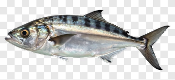 Silver Fish With Black Stripes PNG