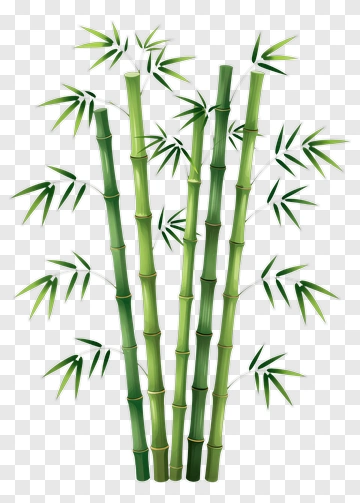 Bamboo PNG