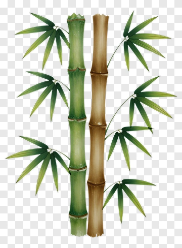 Bamboo Stalk With Green Leaves PNG