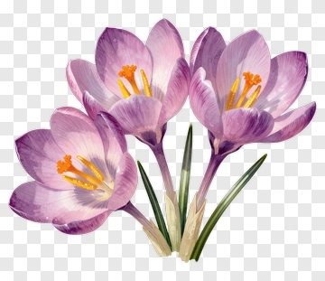 Crocus Flower Watercolor Illustration PNG