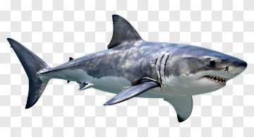 Great White Shark PNG