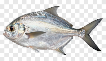 Silver Fish With Reflective Scales PNG