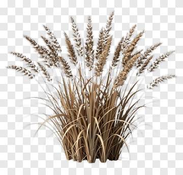 Grassy Plant With Golden Plumes PNG