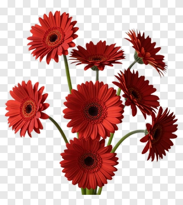 Red Gerbera Daisy Bouquet PNG
