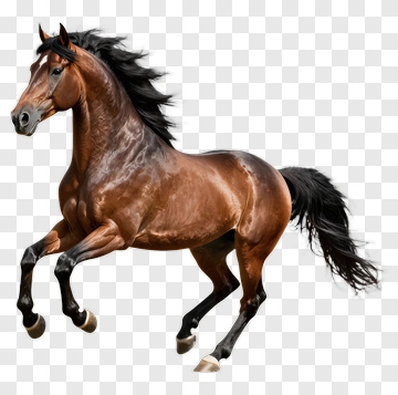Brown Horse In Motion PNG