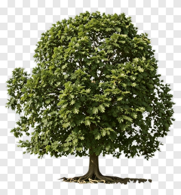 Fig Tree With Full Canopy PNG