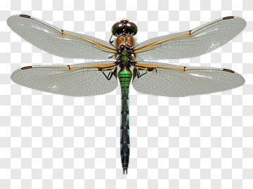 Dragonfly With Green And Blue Body PNG