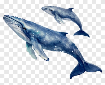 Humpback Whale And Baby Whale PNG