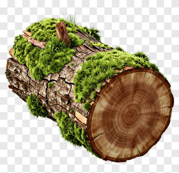 Moss Covered Log PNG
