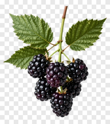 Blackberry Cluster With Leaves PNG