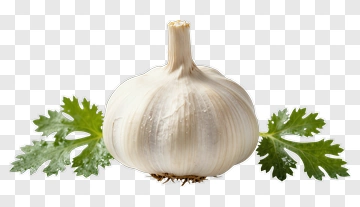Fresh Garlic With Coriander Leaves PNG