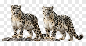Two Snow Leopards Standing PNG