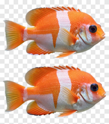 Two Orange And White Striped Fish PNG