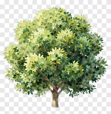 Watercolor Tree With Green And Yellow Leaves PNG