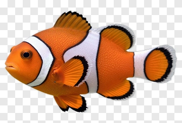 Clownfish In Water PNG